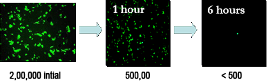 Adenovirus samples on a copper surface over a period of 6 hours