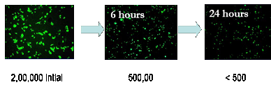 Adenovirus samples on a stainless steel surface over a period of 24 hours