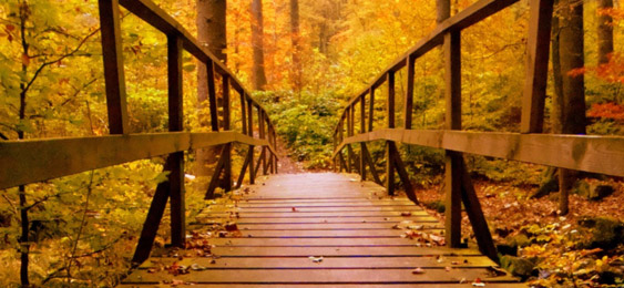 Bridge with trees in fall colors