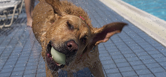 Dog at the pool
