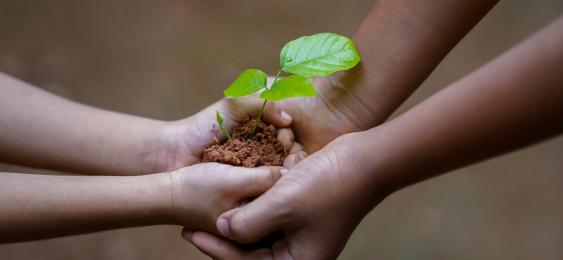Hands holding a plant sproutling