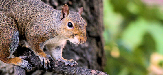 Squirrel